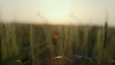 成熟麦片作物特写镜头日出绿色小麦场摇摆风